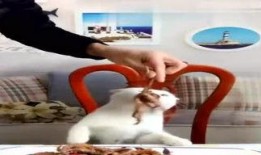 迪哥最新爆料视频在线看,揭秘幕后真相，精彩内容抢先看