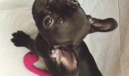 好奇宝宝爆料视频,视频曝光萌娃成长趣事