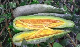 去哪里吃网红瓜好吃,解锁各地特色瓜果美味之旅