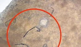 淀粉肠最新爆料图片,揭秘网红美食背后的真相